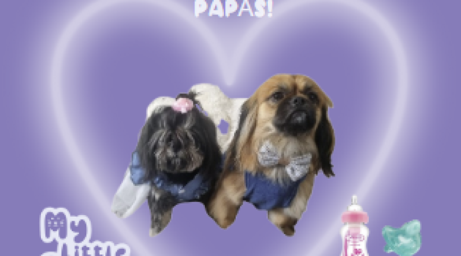 As Nossas Mascotes Vão Ser Papás!