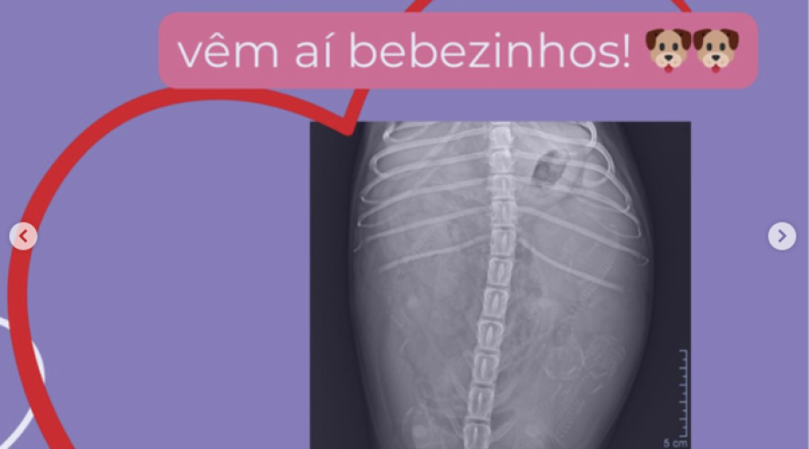 A Primeira Ecografia!