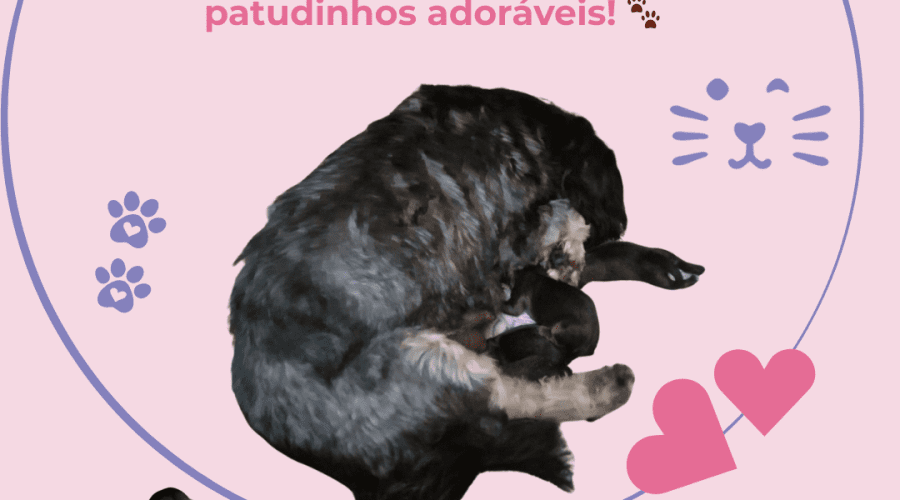 Nasceram os Bebés!